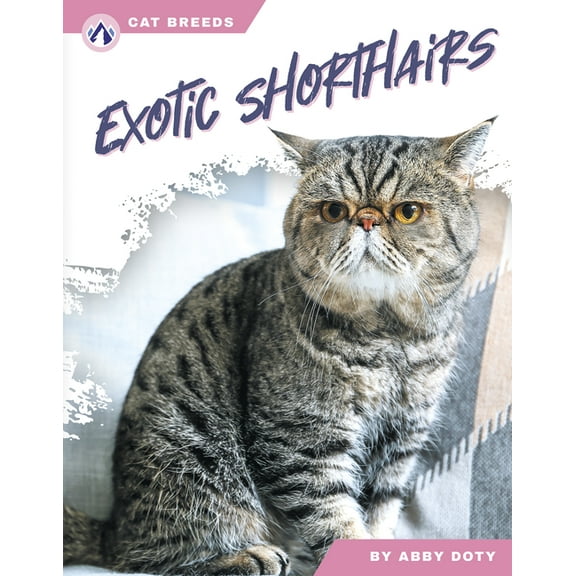Exotic Shorthairs, (Paperback)