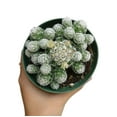 thumbnail image 6 of Thimble Cactus Mammillaria (2"+ Plastic Pot) - Tiny, Lovely, Easy to Care Cactus for Beginners - Live Healthy Unique Cactus -, 6 of 7