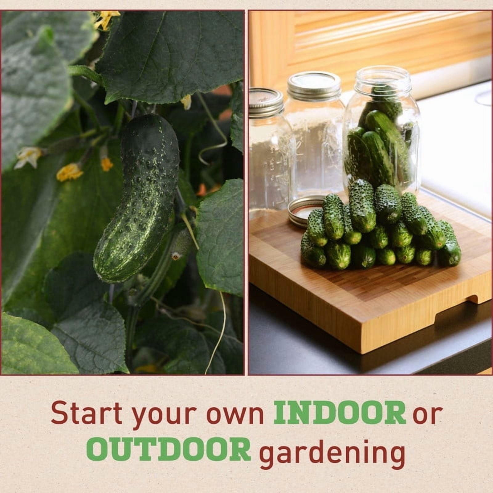 Harris Seeds Cucumber Gherking, Non-GMO Variety, 500 Count