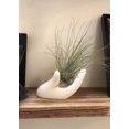 thumbnail image 5 of Air Plant Holder Cute Ceramic Mini Hand Shape Stand Airplants Tillandsia Small Container Pot Plant Decoración decorativa para el hogar para escritorio Estante de mesa JFHHH pequeña, 5 of 5