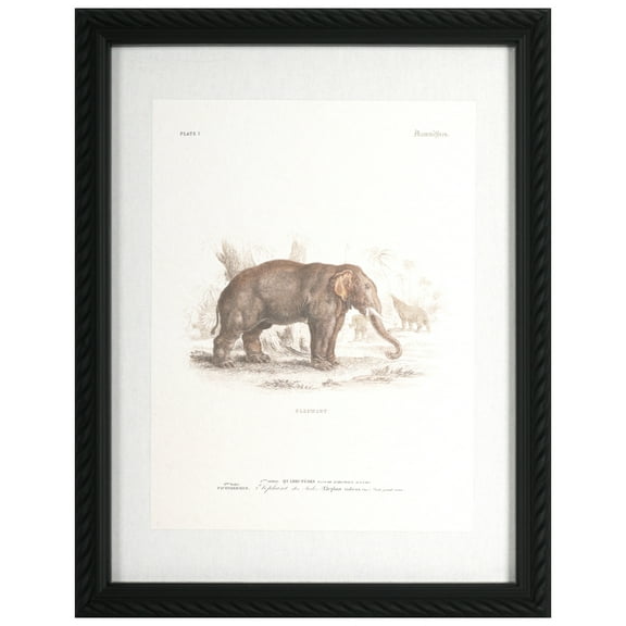 11" x 14" Vintage Elephant Print Wall Décor by Ashland® - Summer Home Decor