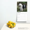 thumbnail image 4 of Old English Sheepdogs 2024 Square (Other), 4 of 8