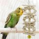 thumbnail image 4 of Juego de 8 hamacas de madera para masticar, juguetes para pájaros, loros, periquitos, cacatúas, canarios, 4 of 5