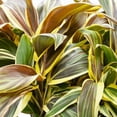 thumbnail image 5 of Chocolate Queen Cordyline, 5 of 5