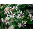 thumbnail image 1 of 100 LADY In BLACK Calico ASTER Aster Lateriflorus Flower Seeds, 1 of 3