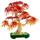 thumbnail image 3 of Set LEGO Botanicals Bonsái de Arce Rojo Japonés, 3 of 4