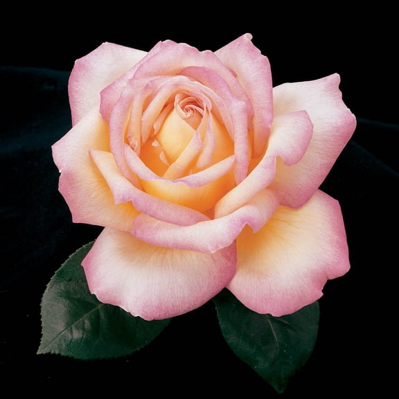 Peace Hybrid Tea Rose, 3 Gallon Potted Potted Flowering Plant (1-Pack)