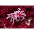 thumbnail image 2 of Shimlock, Jones 32x23 Gold Ornate Wood Framed with Double Matting Museum Art Print Titled - Indonesia Decorator crab on oft corals, 2 of 4