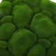 thumbnail image 3 of ColoMX 2 PCS MOSS MOSS MOSS FALSO MOSSO, 3 of 7