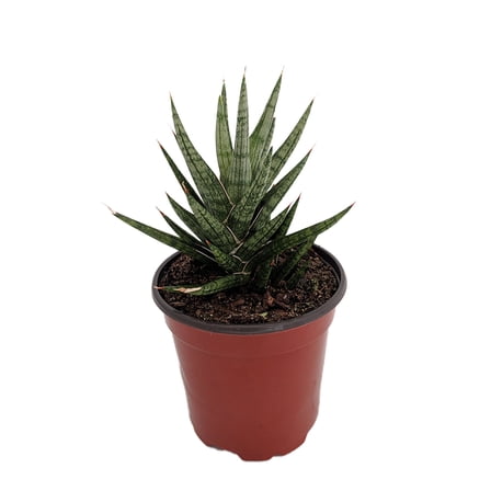 Serpentine Francisii Snake Plant - Sanseveria - 2" Pot - Collector Series