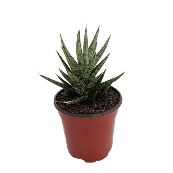 Serpentine Francisii Snake Plant - Sanseveria - 2" Pot - Collector Series