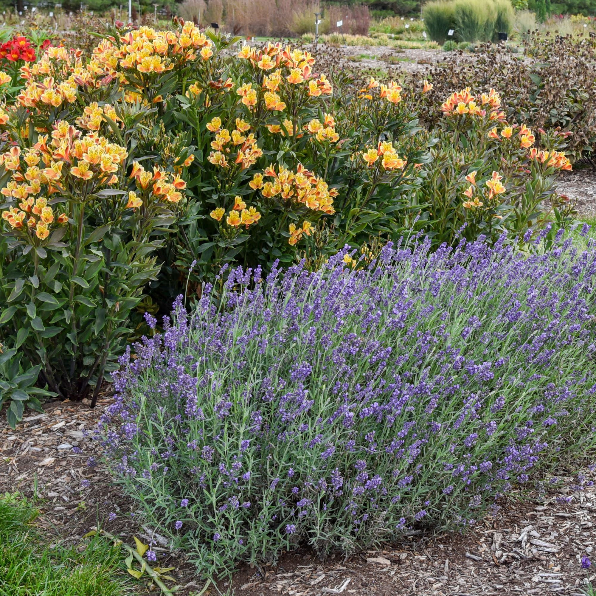 Proven Winners 5" Purple 'Summer Serenade' Lavender Live Plant in 4.5" Pot (4 Count)
