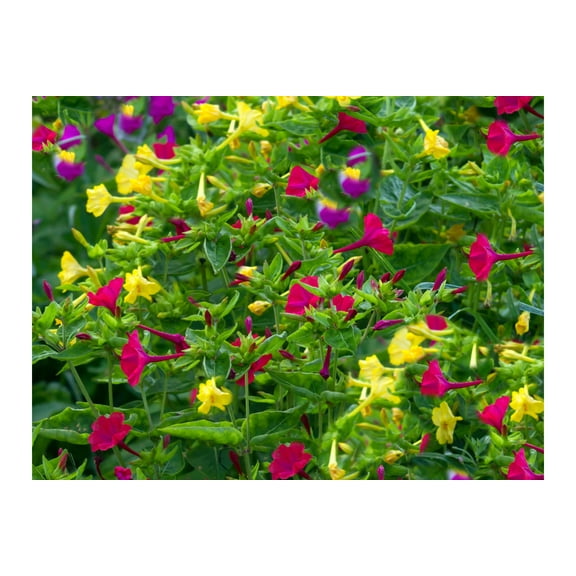 Serendipity Seeds 25 Mirabilis jalapa Flower, Trumpet Shape