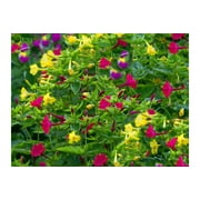 SEEDs - - -Serendipity's 4 O'clock Rainbow Mix  - 25 Seeds- Mirabilis jalapa Brilliant Blooms- Annual - Perennial Flower -Trumpet Shape - -Serendipity Seeds