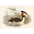 thumbnail image 2 of Gould, John 18x13 Black Modern Framed Museum Art Print Titled - Australian Tippet Grabe-Podiceps Australis, 2 of 4