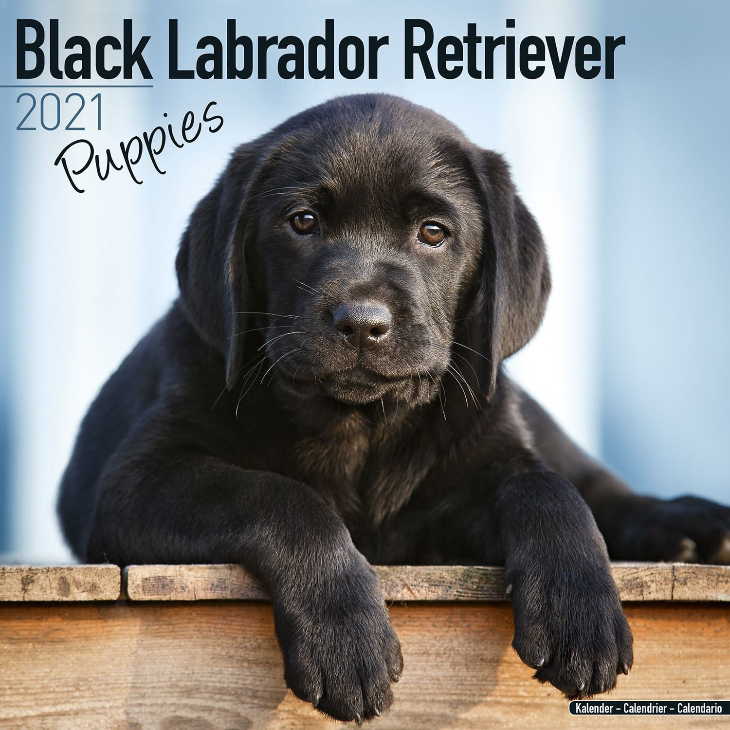 black retriever puppies