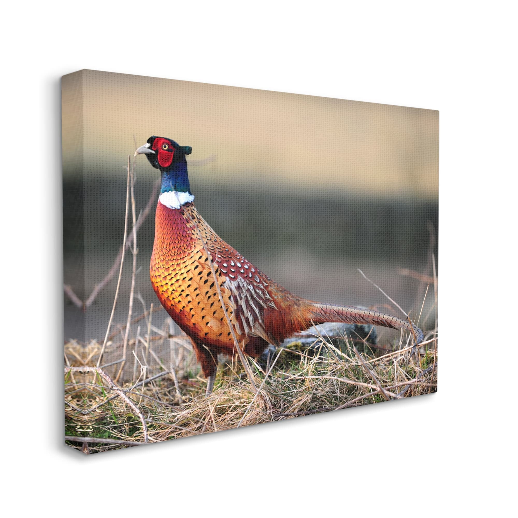 Stupell Industries Lone Pheasant Bird Grassy Forest Floor Wildlife Photograph Gallery Wrapped Canvas Print Wall Art, Design by James Dobson
