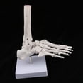 thumbnail image 2 of Modelo Anatómico Del De La Articulación Del Pie De Tamaño Natural Médico, Anatomía Humana, Herramienta De Enseñanza Sunnimix Esqueleto del pie humano, 2 of 8
