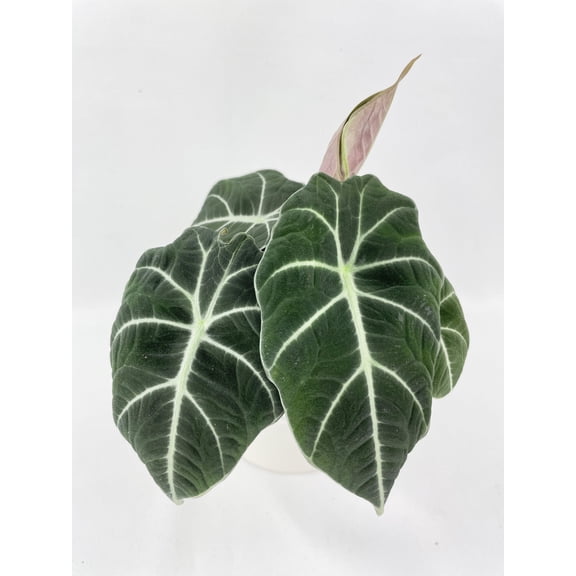 Alocasia Black Velvet - Live Air-Purifying Indoor Plant in Nursery Pot – Easy Care, Low Maintenance Houseplant for Home & Office Decor, Natural Air Cleaner, Best for Beginners (4"Pot)