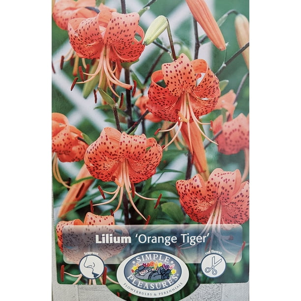 Orange Tiger Lily 3 Bulbs 14/16 cm Splendens/Heirloom Spectacular