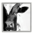thumbnail image 4 of Stupell Industries Rural Farm Cow Stunning Up Close Photography Photograph Gray Framed Art Print Wall Art, Design by Jennifer Pugh, 4 of 5