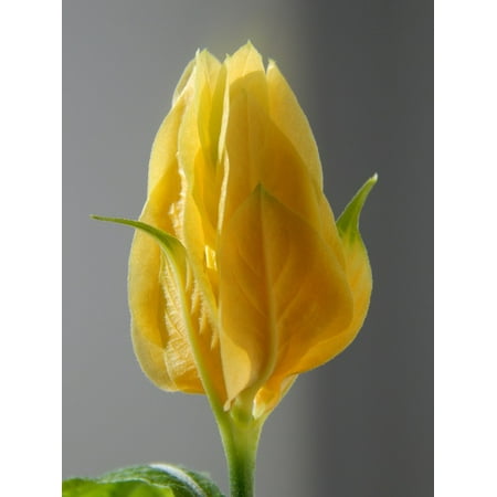 LAMINATED POSTER Pahistahis A Yellow Flower Flower Bud Poster Print 24 x 36