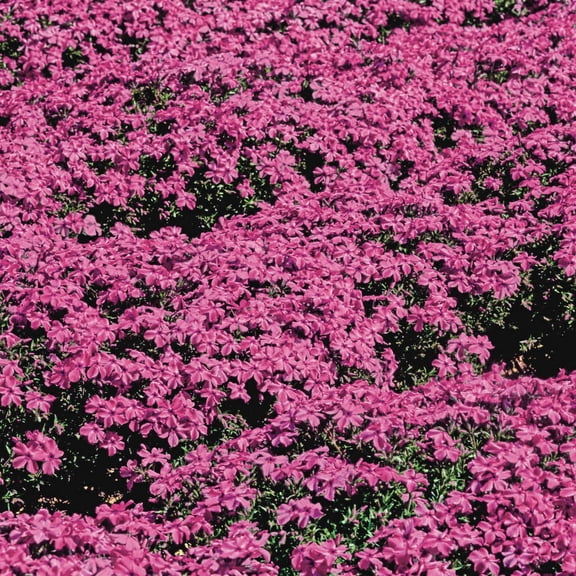 Scarlet Flame Creeping Phlox Flowering Groundcover Potted Perennial Plant - 1 starter plant per offer