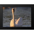 thumbnail image 2 of Fitzharris, Tim 24x18 Black Modern Framed Museum Art Print Titled - Trumpeter Swan-Arkansas II, 2 of 5