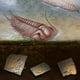 thumbnail image 5 of Fósiles de trilobites Zulema Colección de fósiles de trilobites, 5 of 8