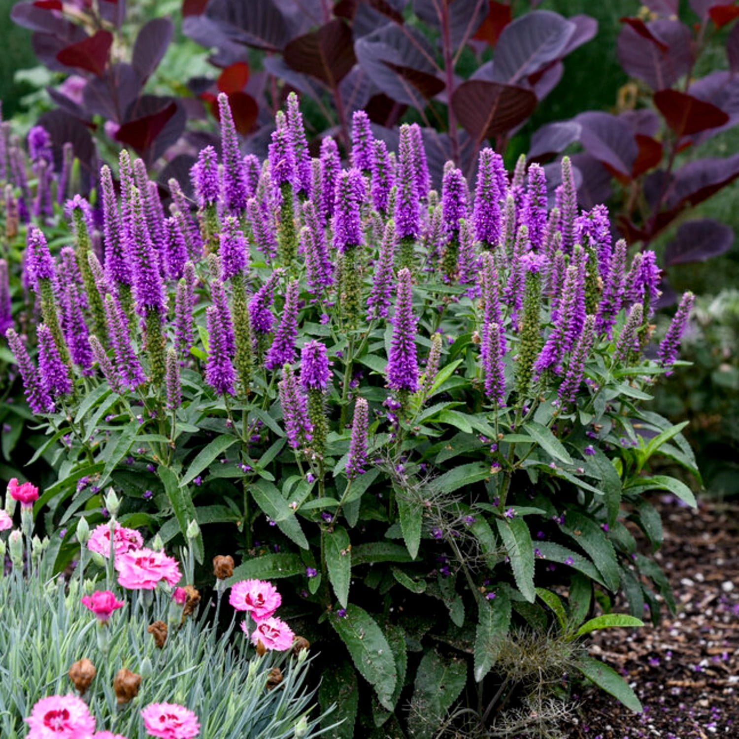 Proven Winners 6" Magic Show 'Purple Illusion' Spike Speedwell Live Plant in 7.5" Pot