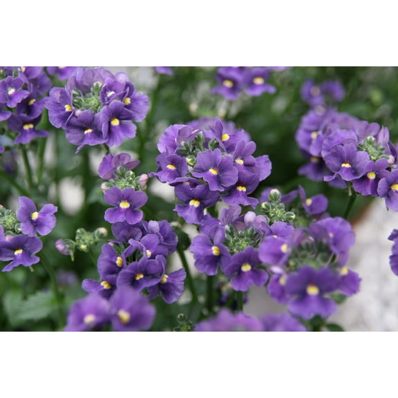 50 BLUE GEM NEMESIA Strumosa Flower Seeds