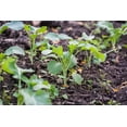 thumbnail image 2 of GSDWIUEW RAPINI Raab Broccoli 70-80 Seeds Heirloom Variety Seed, 2 of 3