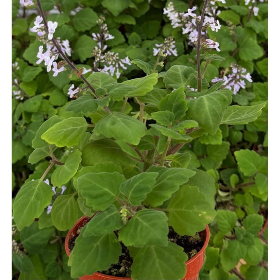 Bonsai Spurflower Plectranthus Ernstii Rare Plant in 4" Pot