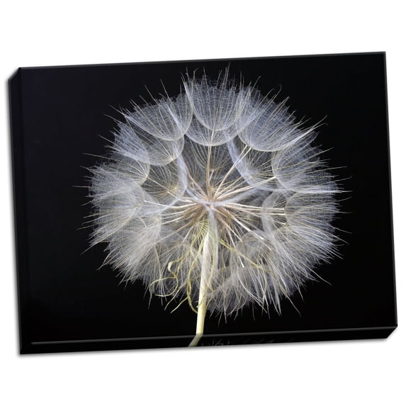 Gango Home Decor Goat's Beard 1 by Jim Christensen (Ready to Hang); One 24x18in Hand-Stretched Canvas