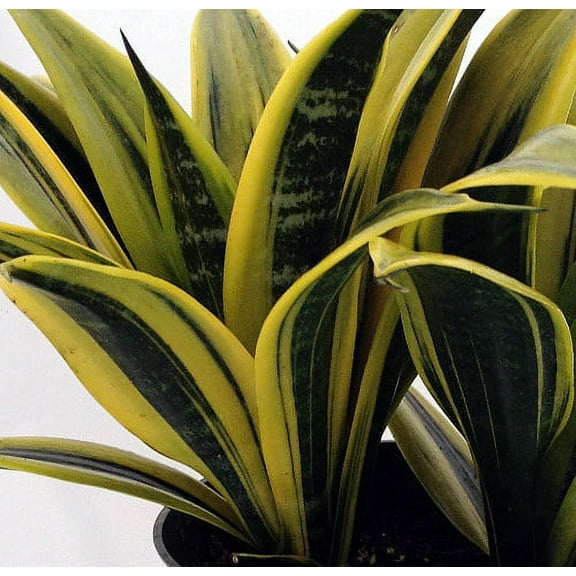 Gold Flame Snake Plant - Sanseveria - Almost Impossible to kill - 6" Pot