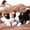 Black & White, variant on MorisMos 2Pcs Cat Stuffed Animals, 14" Realistic Cat Plush Toys