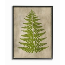Stupell Industries Plant Drawing Green Parchment Design Framed Wall Art by Ziwei Li
