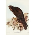 thumbnail image 2 of Gould, John 13x18 Black Modern Framed Museum Art Print Titled - Black Falcon-Falco sunnier, 2 of 4