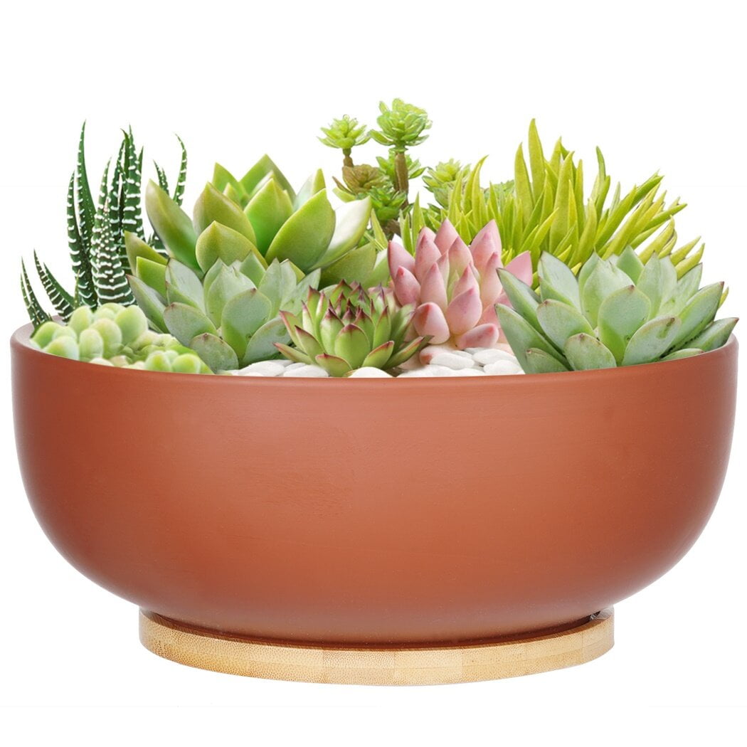 10 Inch Succulent Pots, Terracotta Succulent Planters, Large Succulent  Bonsai Planter, Succulent Plant Bowl with Drainage Hole and Bamboo Tray,  Indoor and Outdoor Decor - Walmart.ca