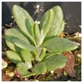 thumbnail image 5 of Everwilde Farms - 2000 Vera Lavender Herb Seeds - Gold Vault Jumbo Bulk Seed Packet, 5 of 5