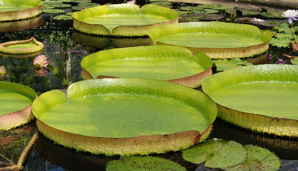 Giant Water Lily,Free ship new 20 Seeds Victoria water lily,Victoria Amazonica 