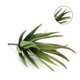 thumbnail image 5 of Planta de plástico Aloe Kearding 12 cm, 5 of 6