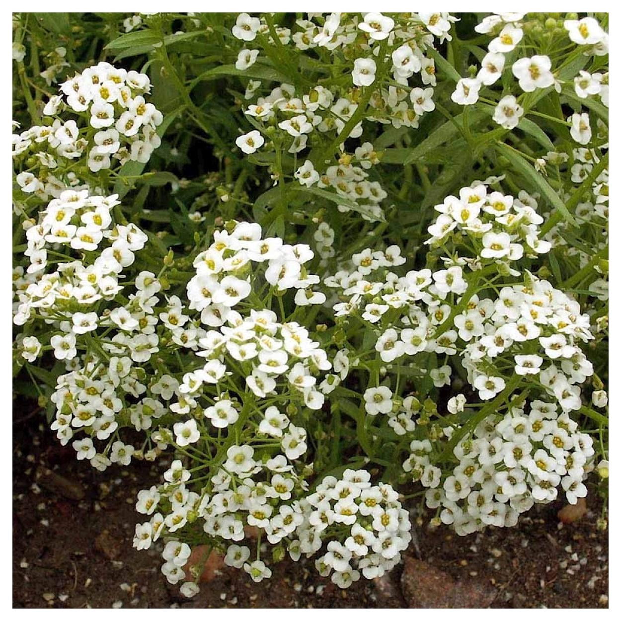 Everwilde Farms - 1/4 lb Carpet of Snow Sweet Alyssum Garden Flower Seeds - Gold Vault Bulk Seed Packet