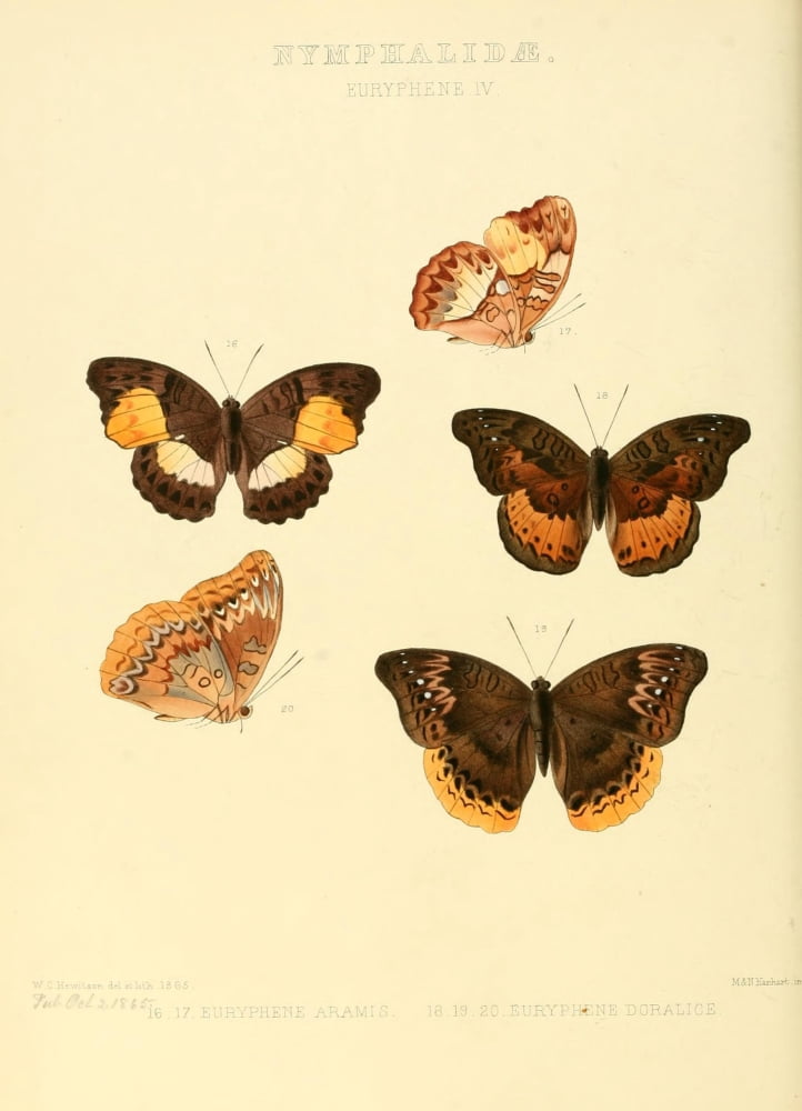 Exotic Butterflies