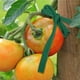 thumbnail image 3 of Correa de árbol de jardín 98 pies para plantas de nylon | Fibra de poliéster tejida de alta resistencia | Soporte flexible de estaca para plantas para árboles grandes y jóvenes, ramas, arbustos |, 3 of 7