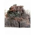 thumbnail image 3 of Putman, Tammy 14x18 Black Modern Framed Museum Art Print Titled - Tree in Snow I, 3 of 5