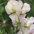 thumbnail image 4 of Ferry-Morse 1.4G Sweet Pea High Scent Annual Flower Seeds, Full Sun, 4 of 11