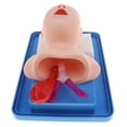 thumbnail image 3 of Maniquí de intubación infantil CUTICAT Modelo de práctica 20 * 14 * 10 cm, 3 of 8
