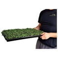 thumbnail image 2 of Microgreen Trays No Holes, 10 Pack White, Extra Strength Shallow 1020 Tray Grow Microgreens Wheatgrass Fodder Sprouting Plants, 2 of 4
