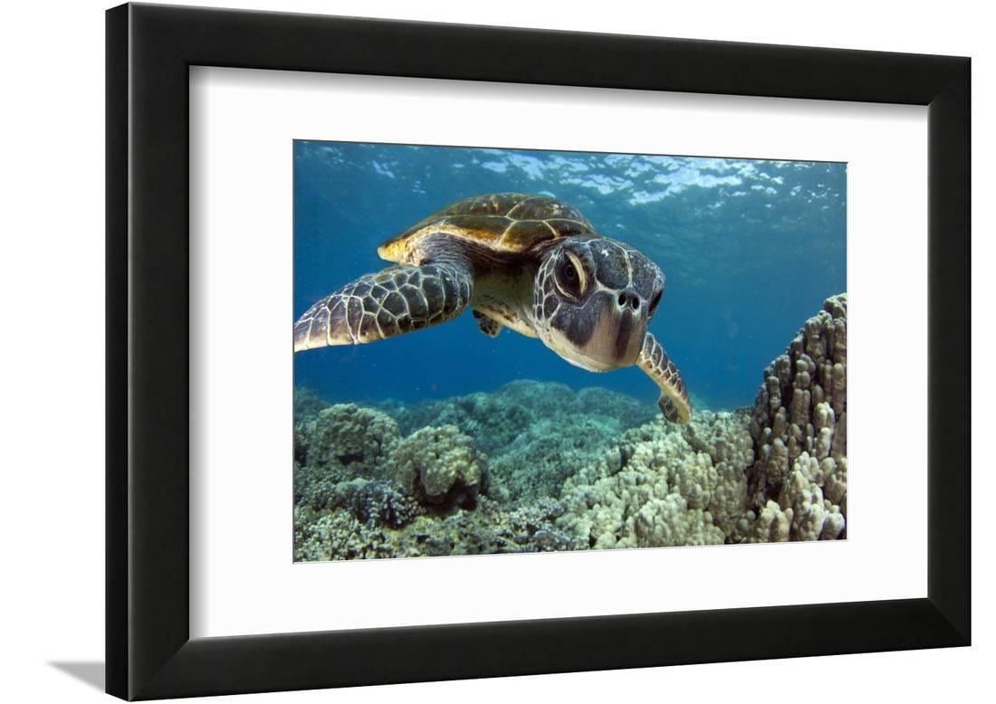 Hawaiian Green Sea Turtle Framed Print Wall Art by Swims with Fish Sold